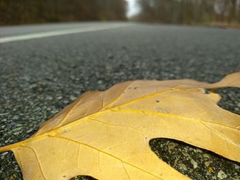 Close-up of yellow leaf on wet street