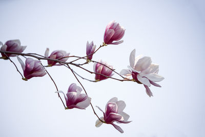 Low angle view of pink flowering plant against clear sky