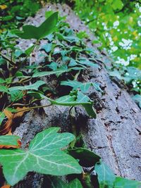 High angle view of plant growing on field