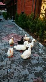 Close-up of birds