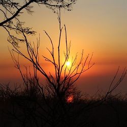 Silhouette of bare tree against sunset sky