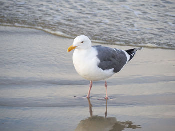 Seagull perching on a shore