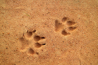 High angle view of footprints on sand