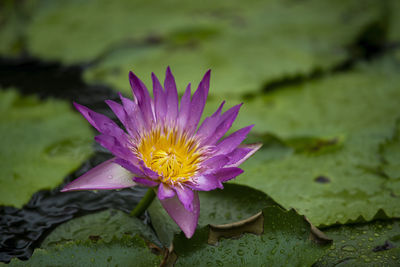 Close-up of lotus water lily in pond