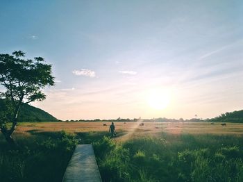 Scenic view of agricultural field against clear sky during sunset