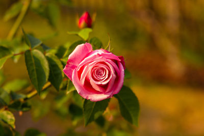 Close-up of pink rose