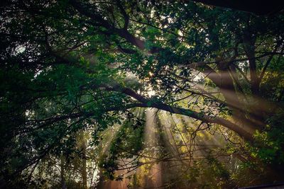 Low angle view of trees in forest