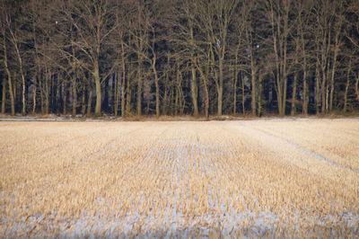Scenic view of forest against sky during winter