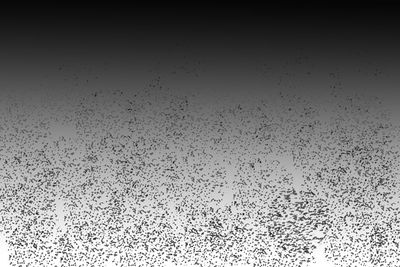 Full frame shot of wet birds flying in sky