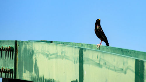 Bird perching on wall against clear sky