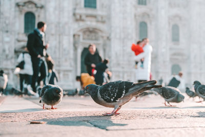 Pigeons perching on street in city