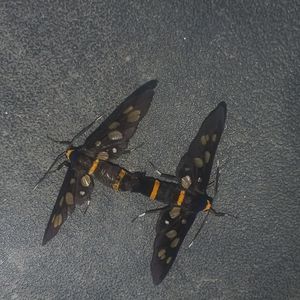 High angle view of insect on road