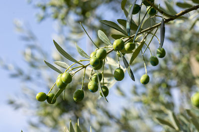 Close-up of berries growing on tree