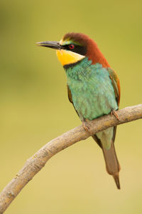 Close-up of bird perching on branch