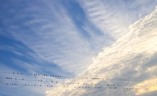 Low angle view of bird flying in sky