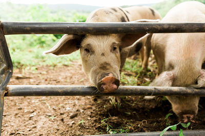 Portrait of cow on field