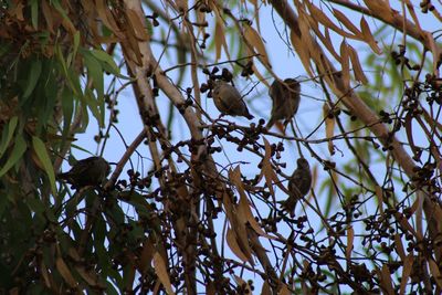 Low angle view of bird perching on tree