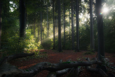 Sunlight streaming through trees in forest