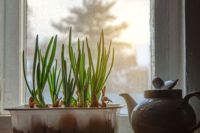 Close-up of potted plant on window sill