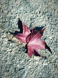 Close-up of dry maple leaf on fallen autumn