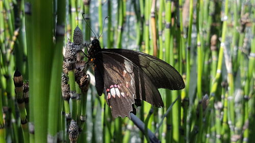 Close-up of butterfly on grass