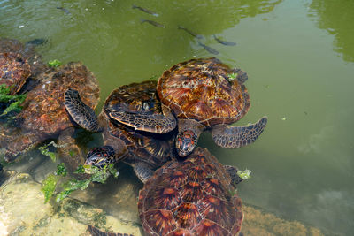 High angle view of shells in lake