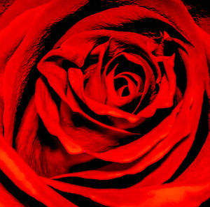 Close-up of red rose