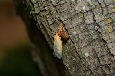Close-up of lizard on tree trunk