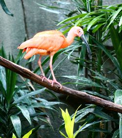 Close-up of a bird perching on a plant