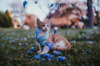 cat