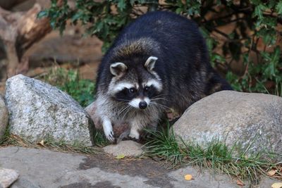 Portrait of raccoon on rock