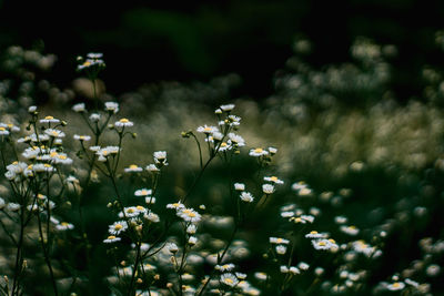 Close-up of flowering plant on field