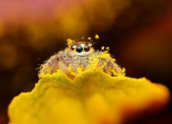 Close-up of spider on yellow petal