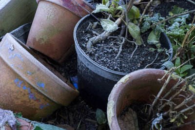 High angle view of potted plant