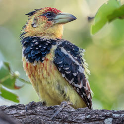 Close-up of bird perching outdoors