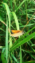 Close-up of insect on grass