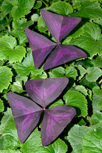 High angle view of pink flowering plant leaves