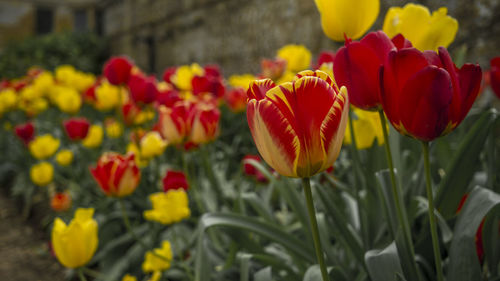 Close-up of yellow flowers blooming outdoors