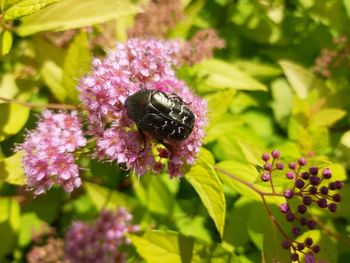 Close-up of bee pollinating on flower