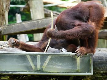Side view of orangutan at zoo