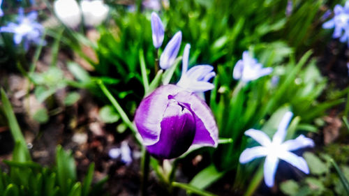 Close-up of purple flowering plant on field