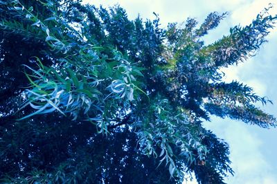 Low angle view of tree against sky