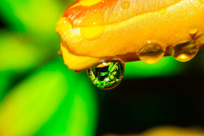 Close-up of wet yellow flower