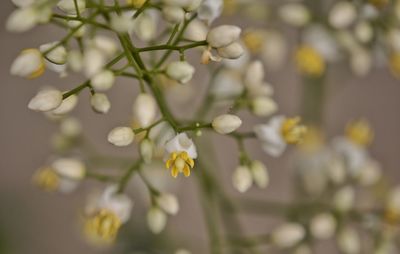 Close-up of flowers blooming on tree