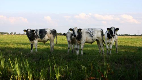 Cows on field