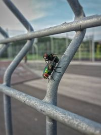 Close-up of bird perching on railing