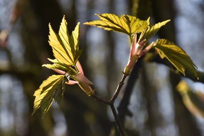 Close up of sycamore leaves emerging in spring