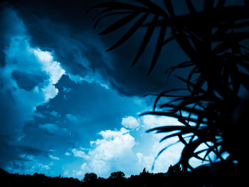 Low angle view of silhouette trees against sky at night
