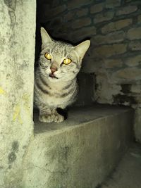 Portrait of cat sitting against wall