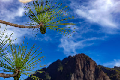 Low angle view of palm tree against blue sky